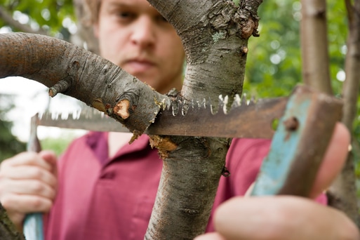 Focused crew member Cutting Branches with hand saw