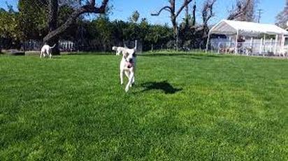Happy puppy running in her back yard